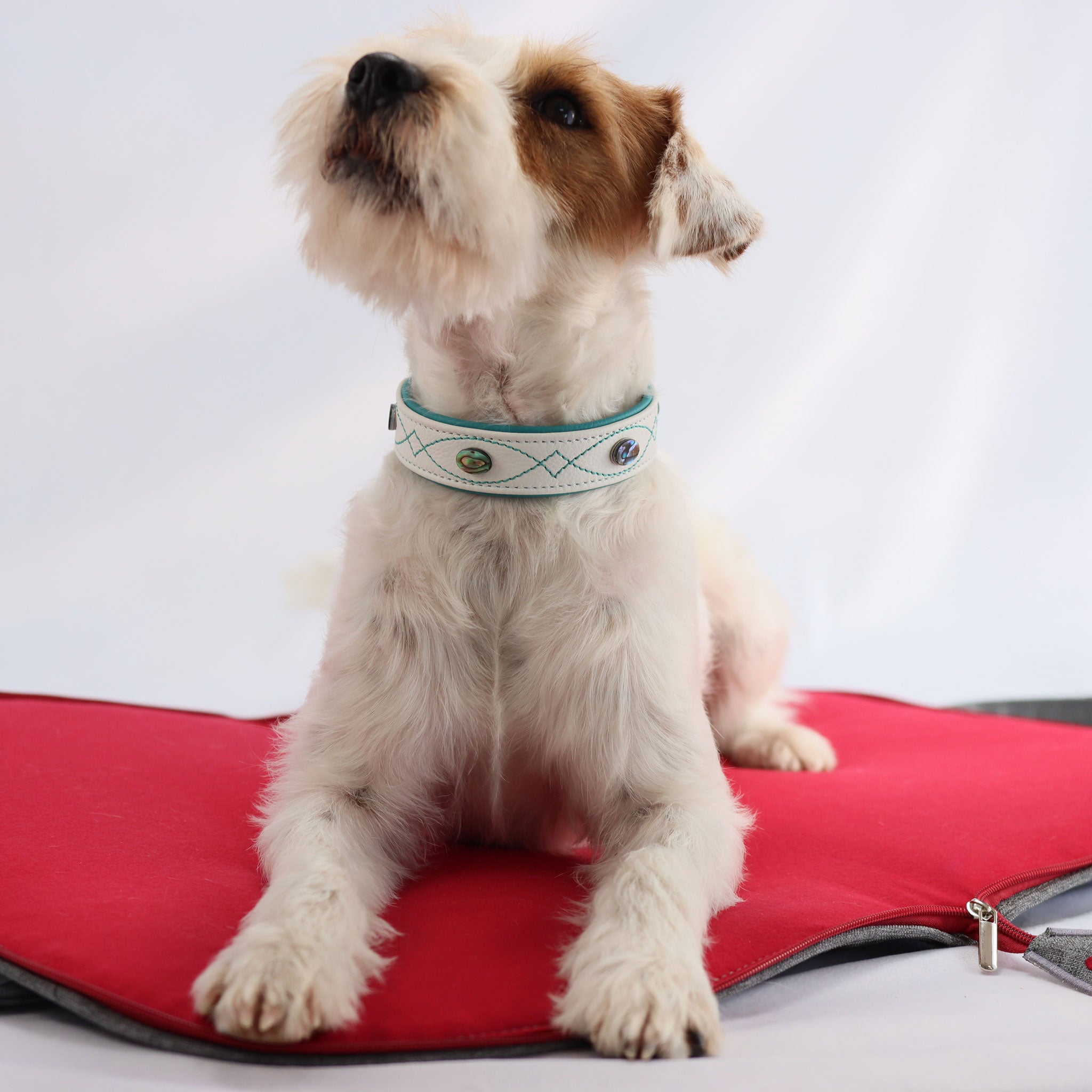 Hund liegt auf einer roten Decke und trägt das handgefertigte weiße Halsband