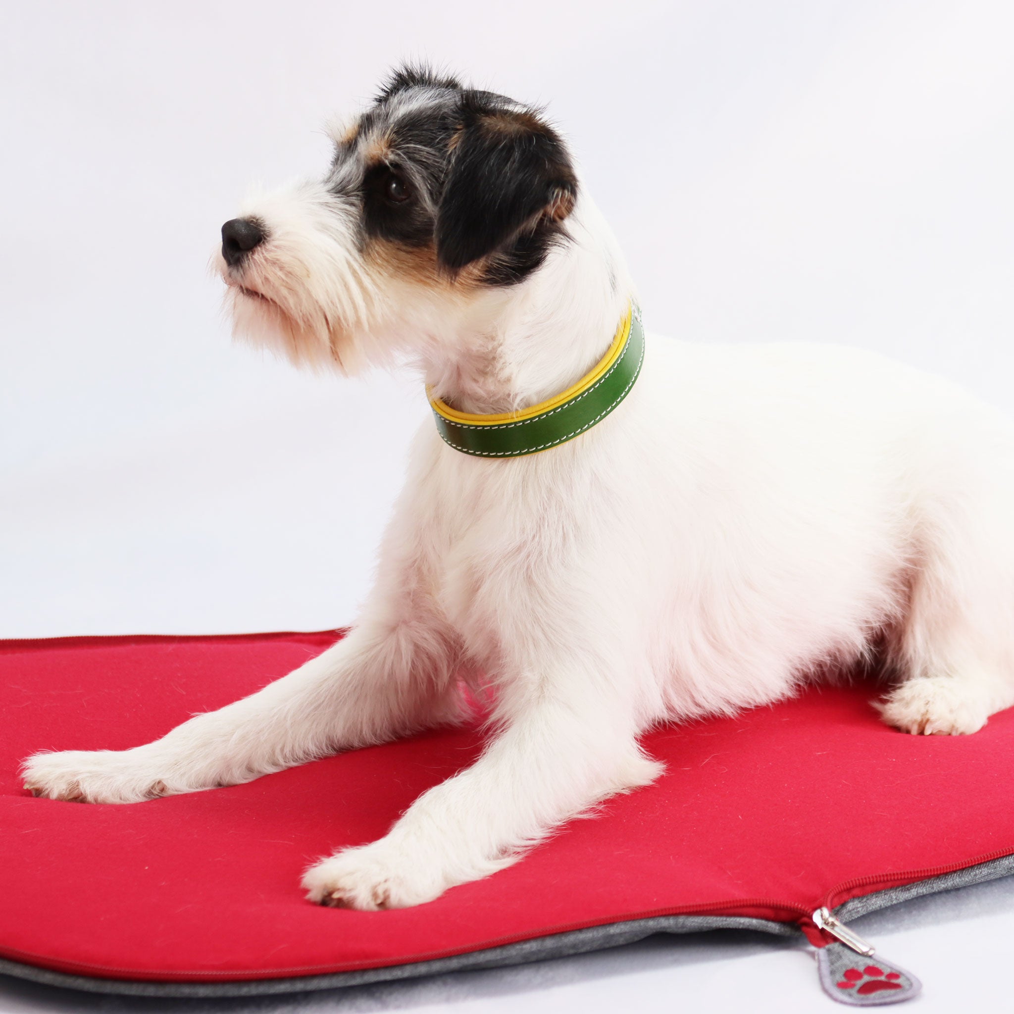 Hund mit grün-gelbem Lederhalsband liegend auf einem roten Hundereisebett aus der Serie Dog-Bed-To-Go