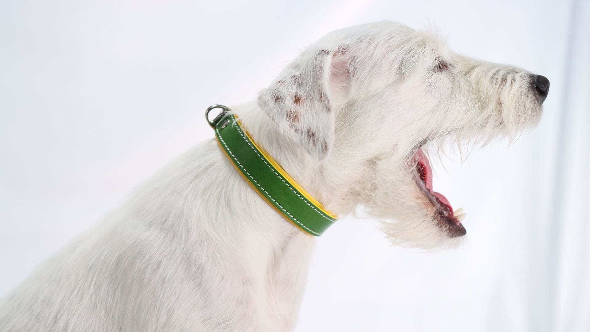 Glücklicher Hund trägt bequemes, weich gepolstertes Lederhalsband