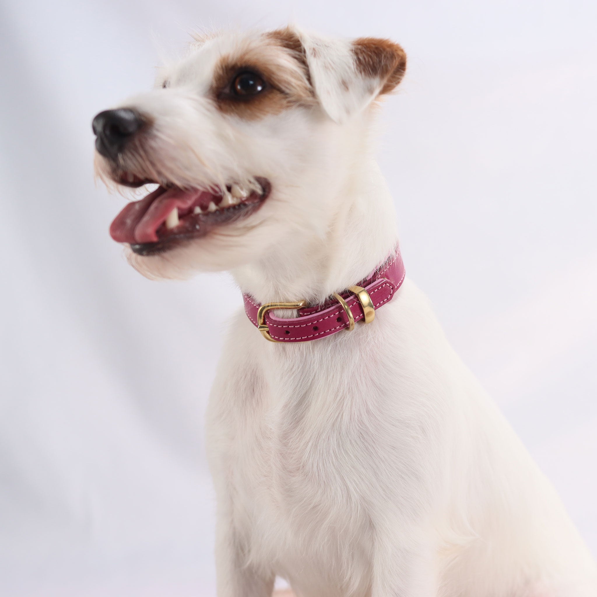 Weißer Hund trägt 25mm breites Lederhalsband in Magenta mit Messing-Schnalle