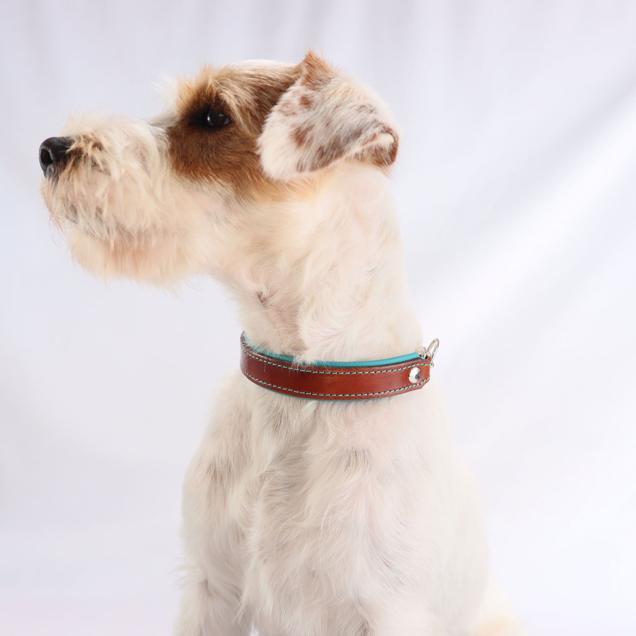 Seitenprofil eines Terriers mit dem exklusiven Sattelleder-Halsband in Braun.