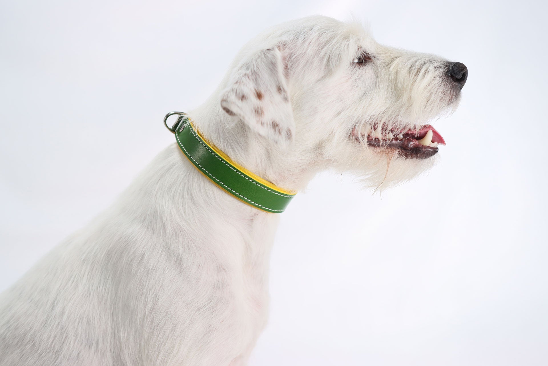 Seitenprofil eines Hundes mit dem handgefertigten Lederhalsband in Grün-Gelb