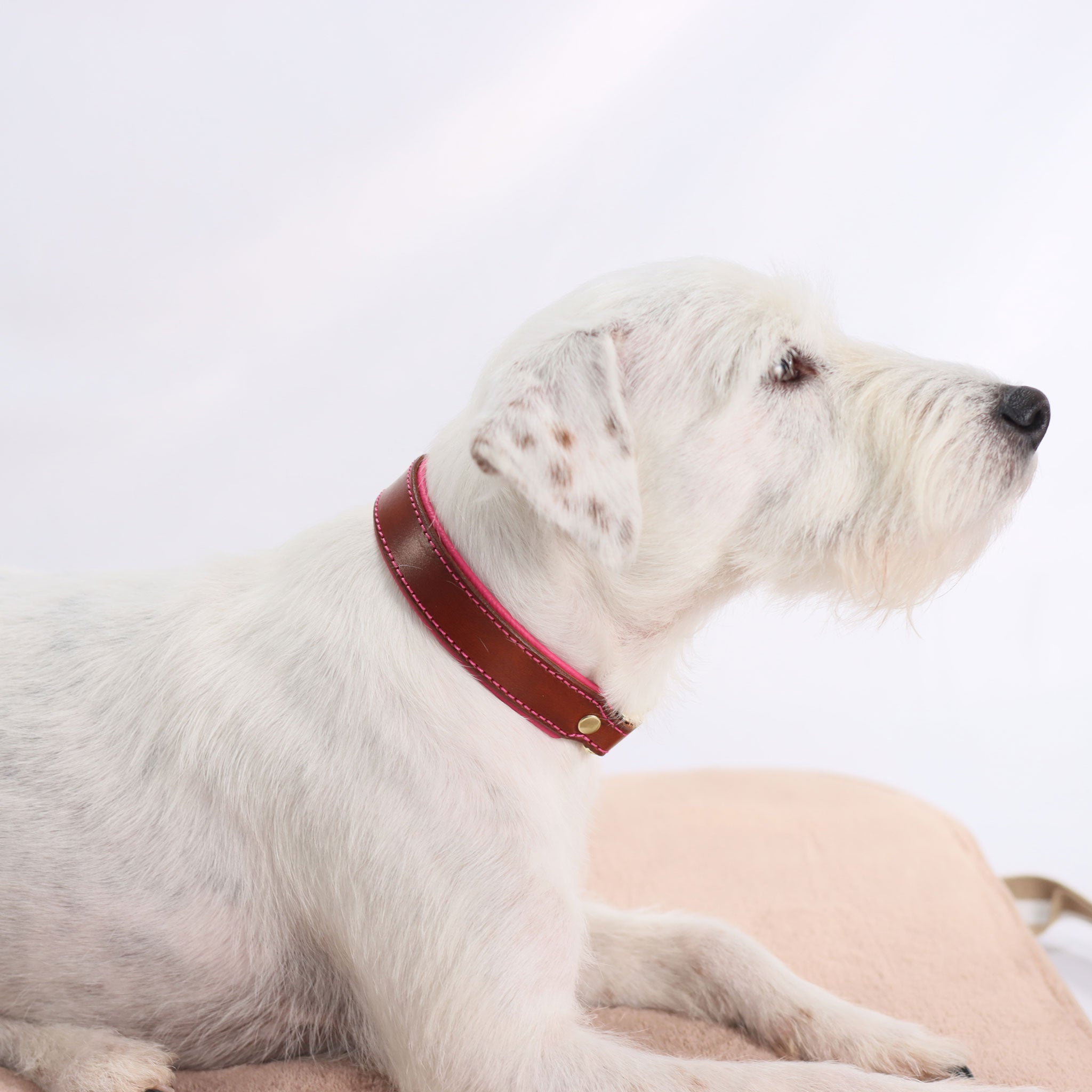 Profilaufnahme eines weißen Hundes mit braunem Lederhalsband