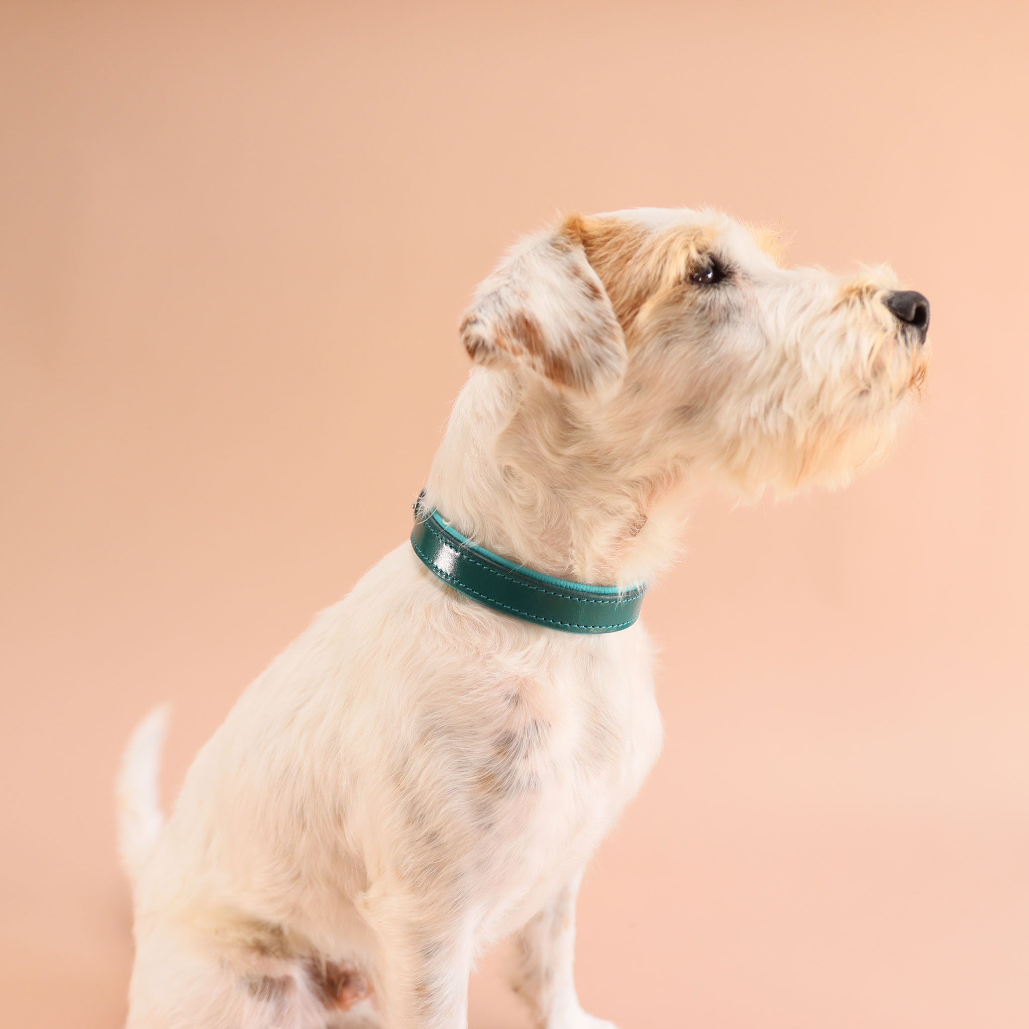Detailaufnahme Lederhalsband Türkis mit Edelstahl-Schnalle am Hund