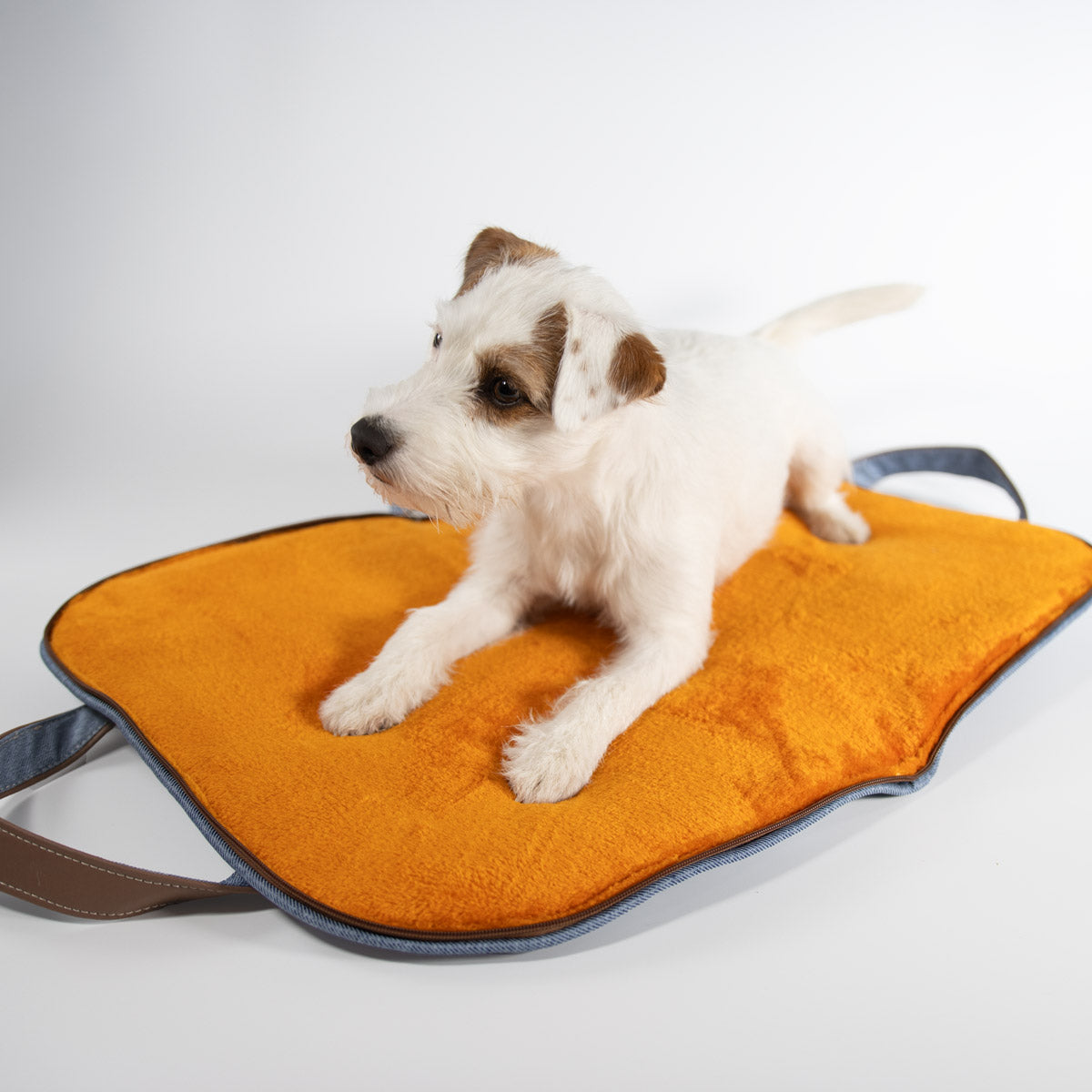 Seitlich blickender Parson Russell Terrier auf dem geöffneten mobilen Hundebett