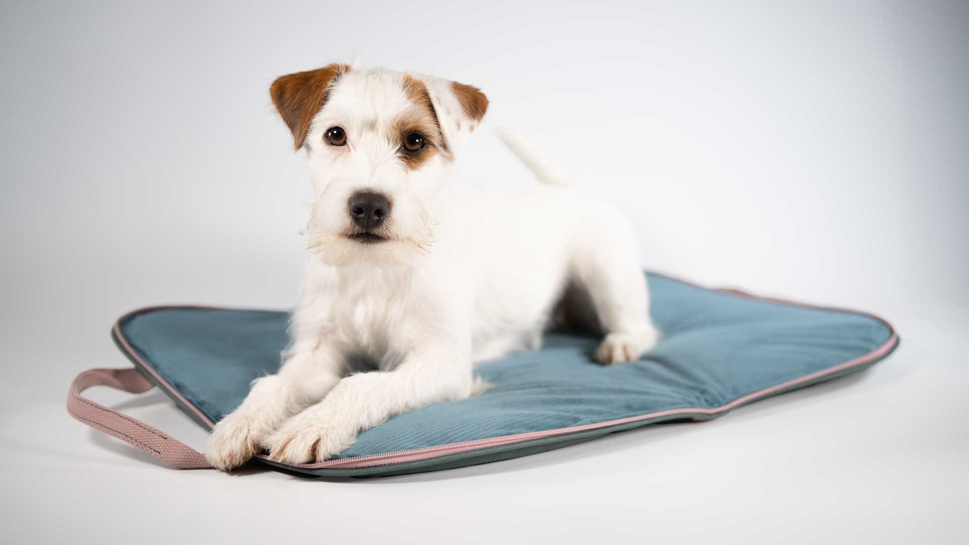 Jack Russell Terrier auf dem Hundereisebett Dog Bed To Go AquaGreen in Petrol mit puderfarbenen Details