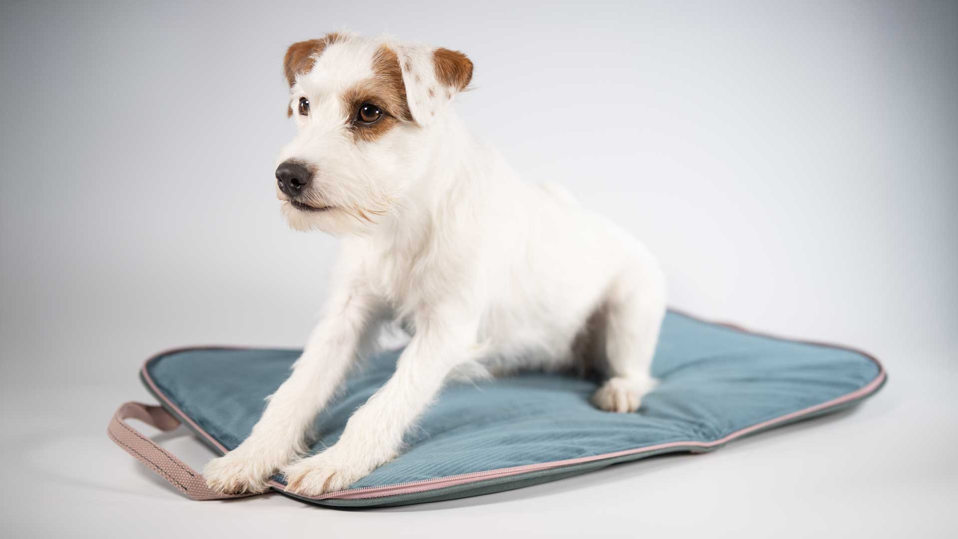 Jack Russell Terrier auf dem geöffneten Hundereisebett Dog Bed To Go AquaGreen in Petrol