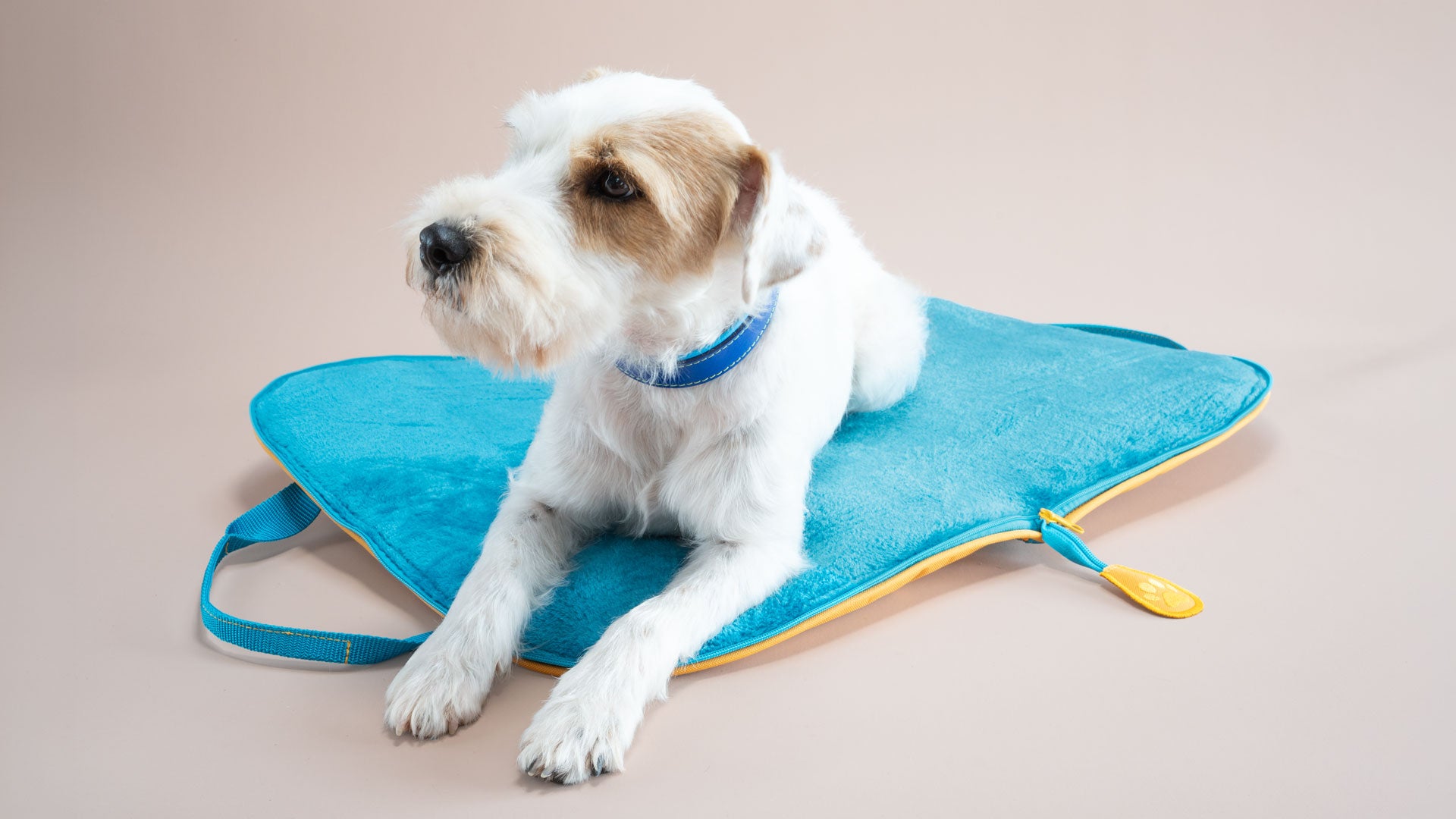 Parson Russell Terrier auf dem geöffneten türkisen Hundereisebett für unterwegs