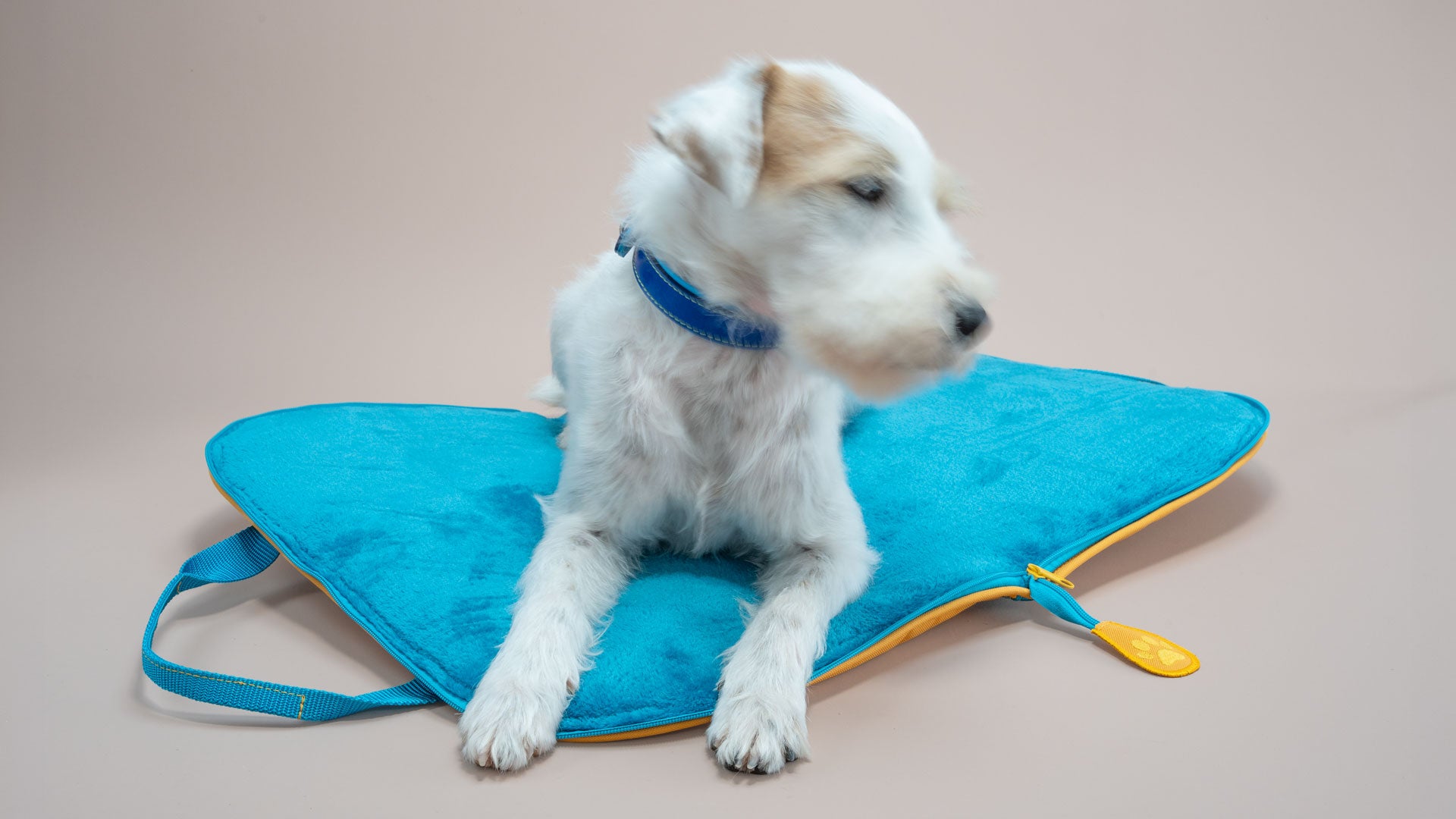 Hund liegt auf der weichen türkisen Liegefläche des mobilen handgefertigten Hundereisebetts