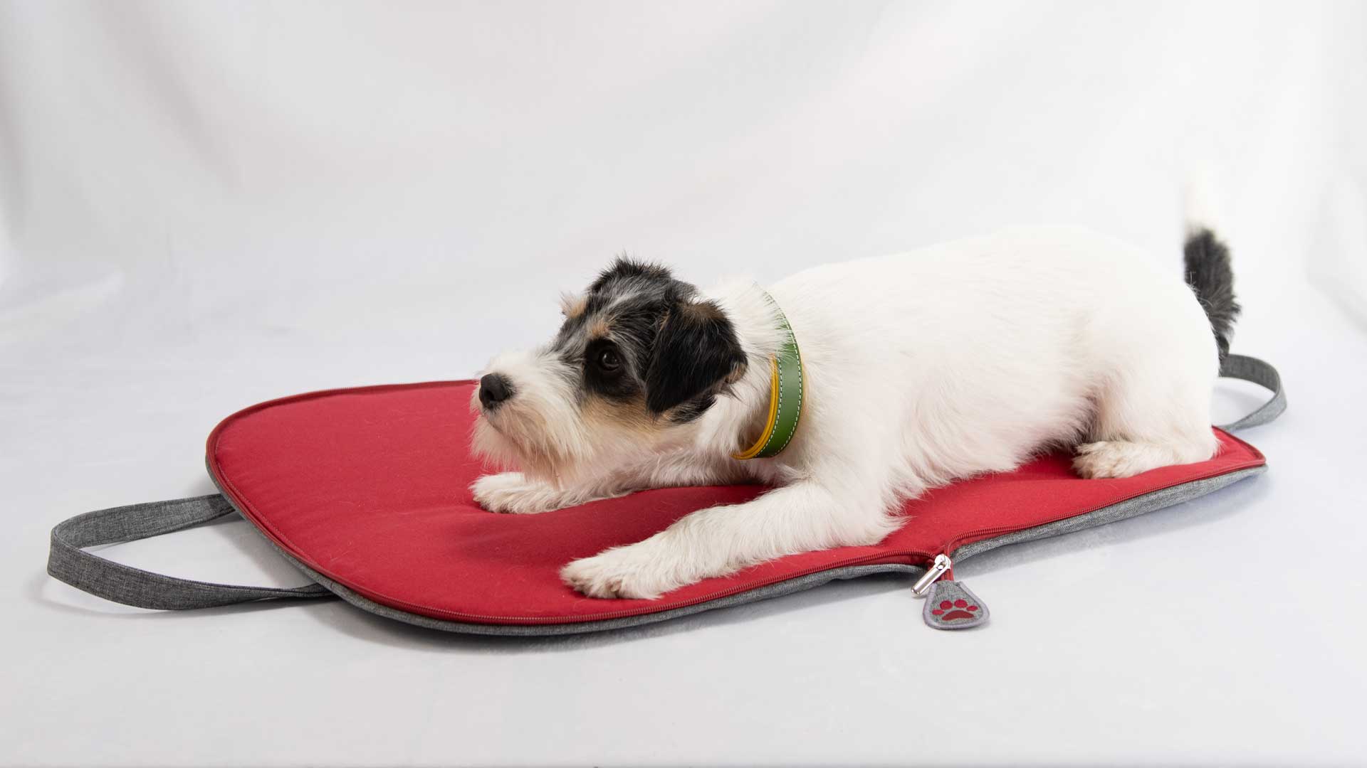 Liegender Parson Russell Terrier auf der roten Loden-Liegefläche des mobilen Hundebetts