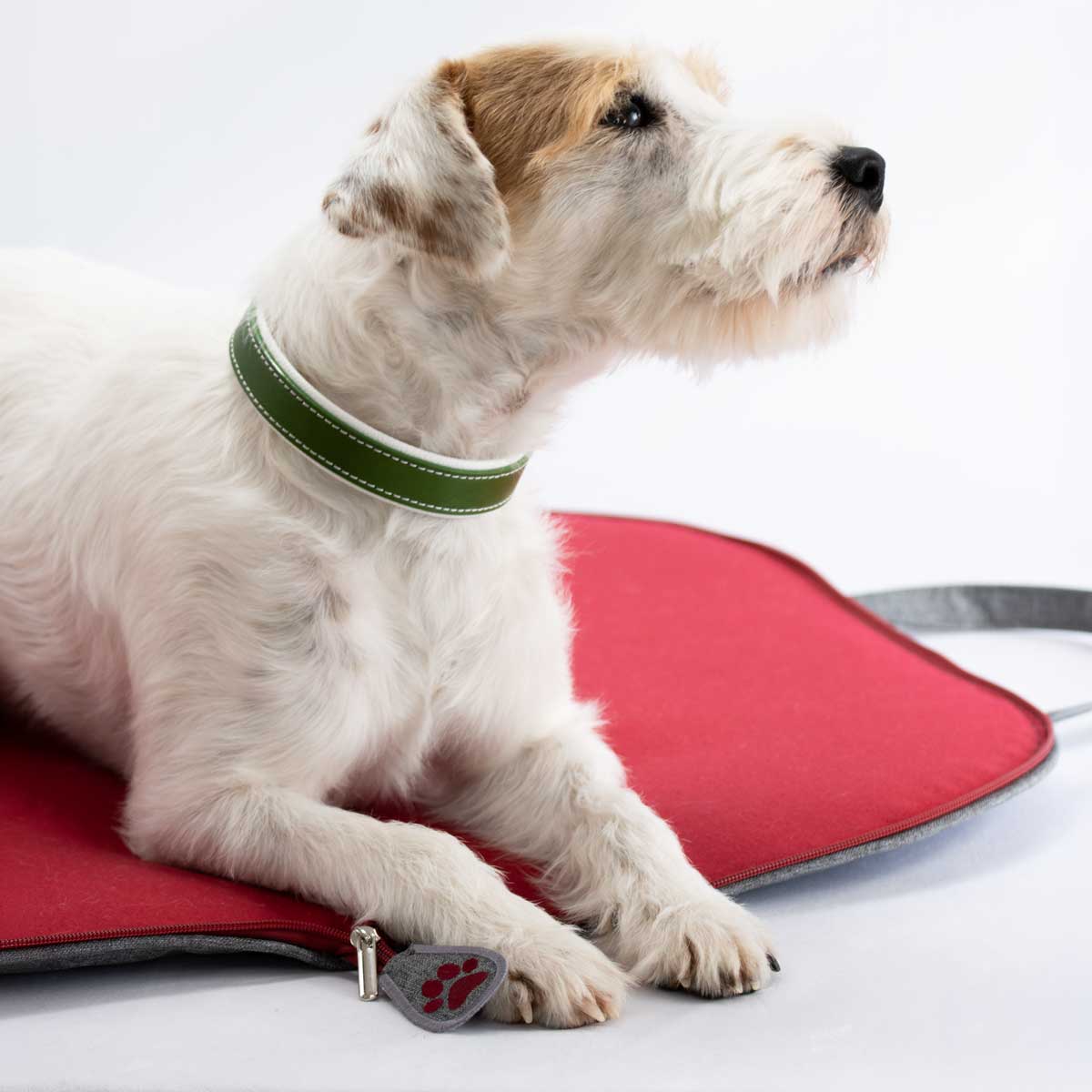 Parson Russell Terrier auf dem roten Loden-Hundereisebett in seitlicher Nahaufnahme