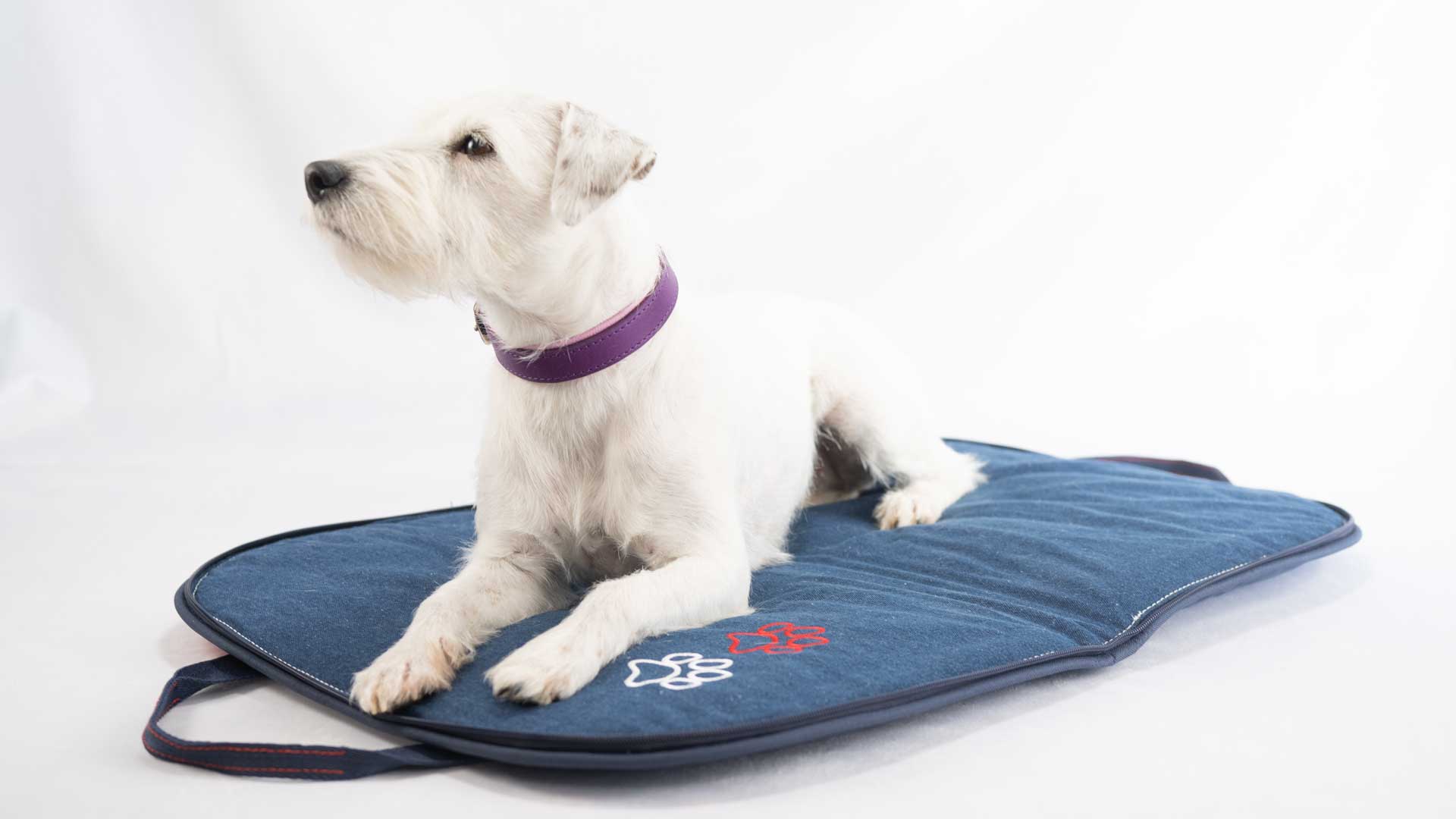 Parson Russell Terrier liegt entspannt auf dem geöffneten Hundereisebett Vive la France