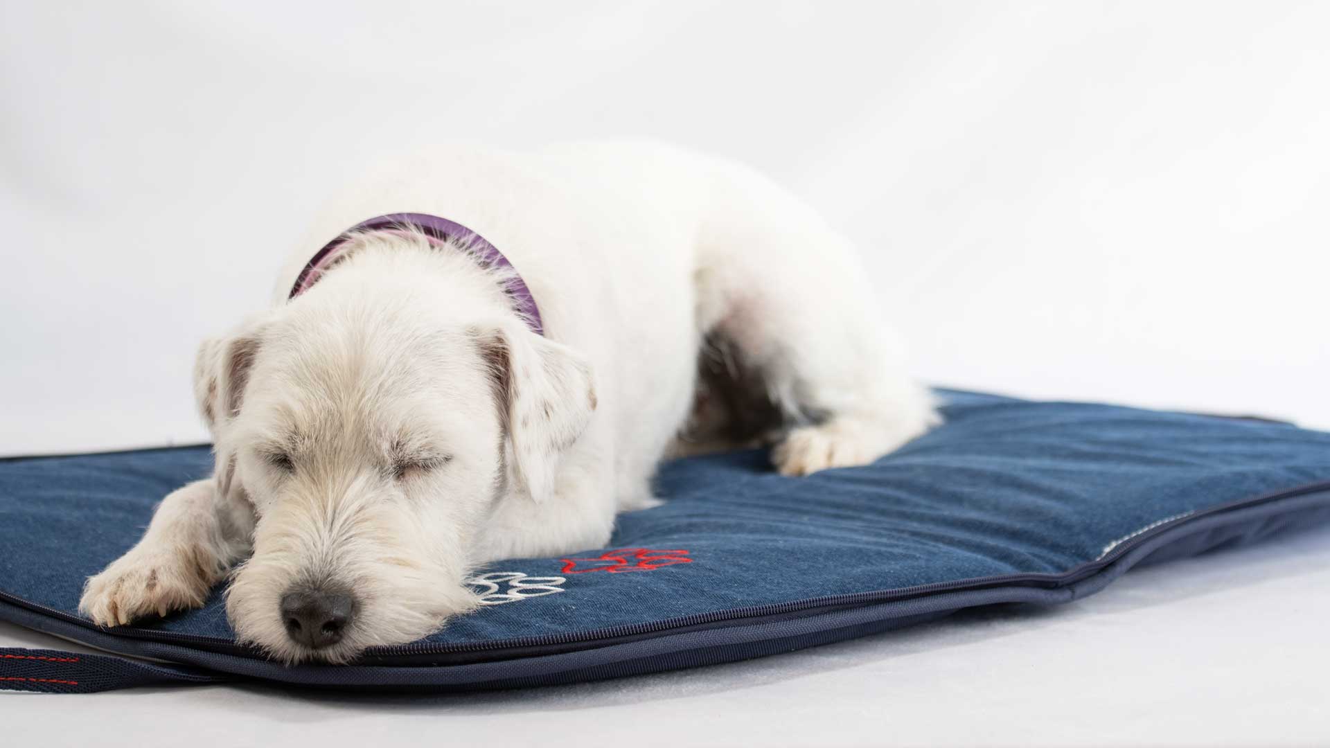 Hund auf dem geöffneten Dog Bed to Go Vive la France mit Jeans-Liegefläche