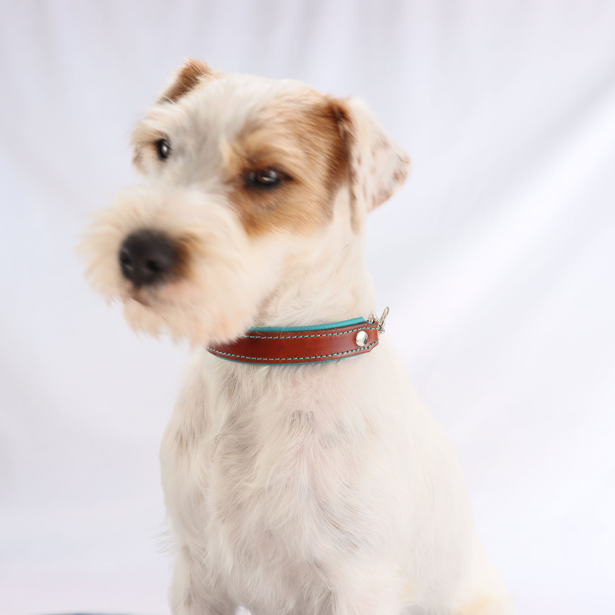 weiß-brauner Hund trägt das handgefertigte Lederhalsband in Braun-Türkis