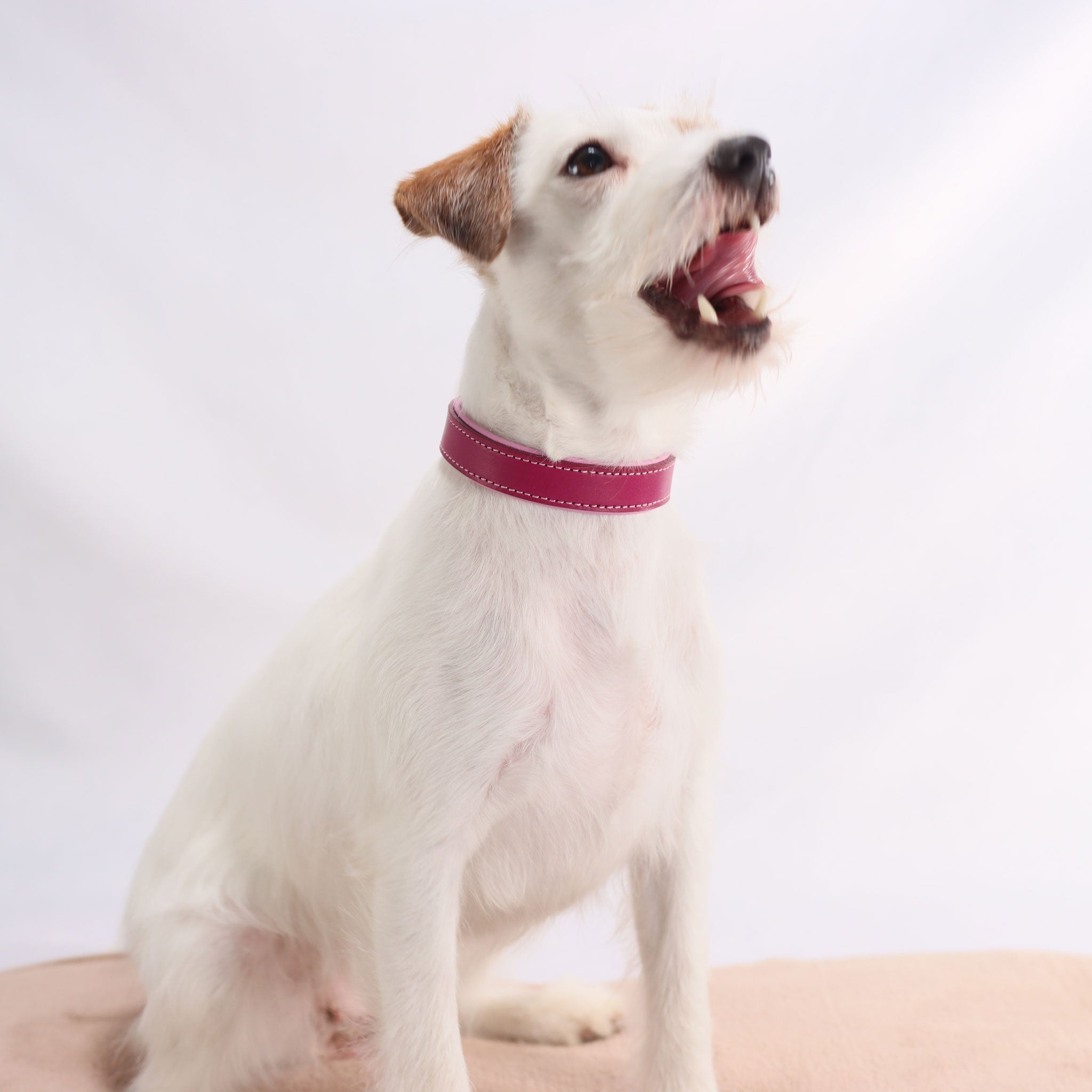 Parson Russell Terrier Testimonial mit handgefertigtem Riemenhalsband in Magenta.