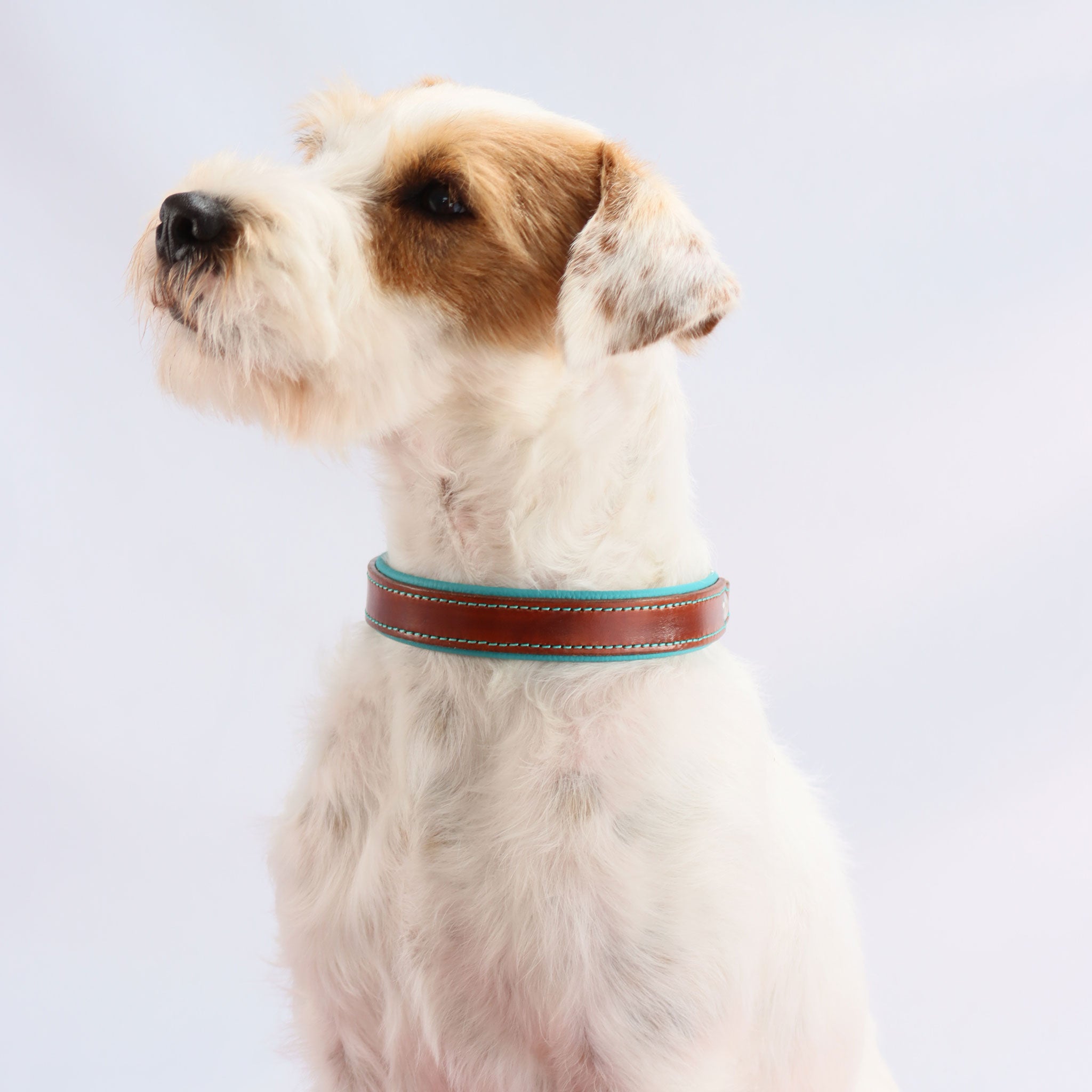 Nahaufnahme des Hundehalsbands am Hund zur Veranschaulichung der Passform