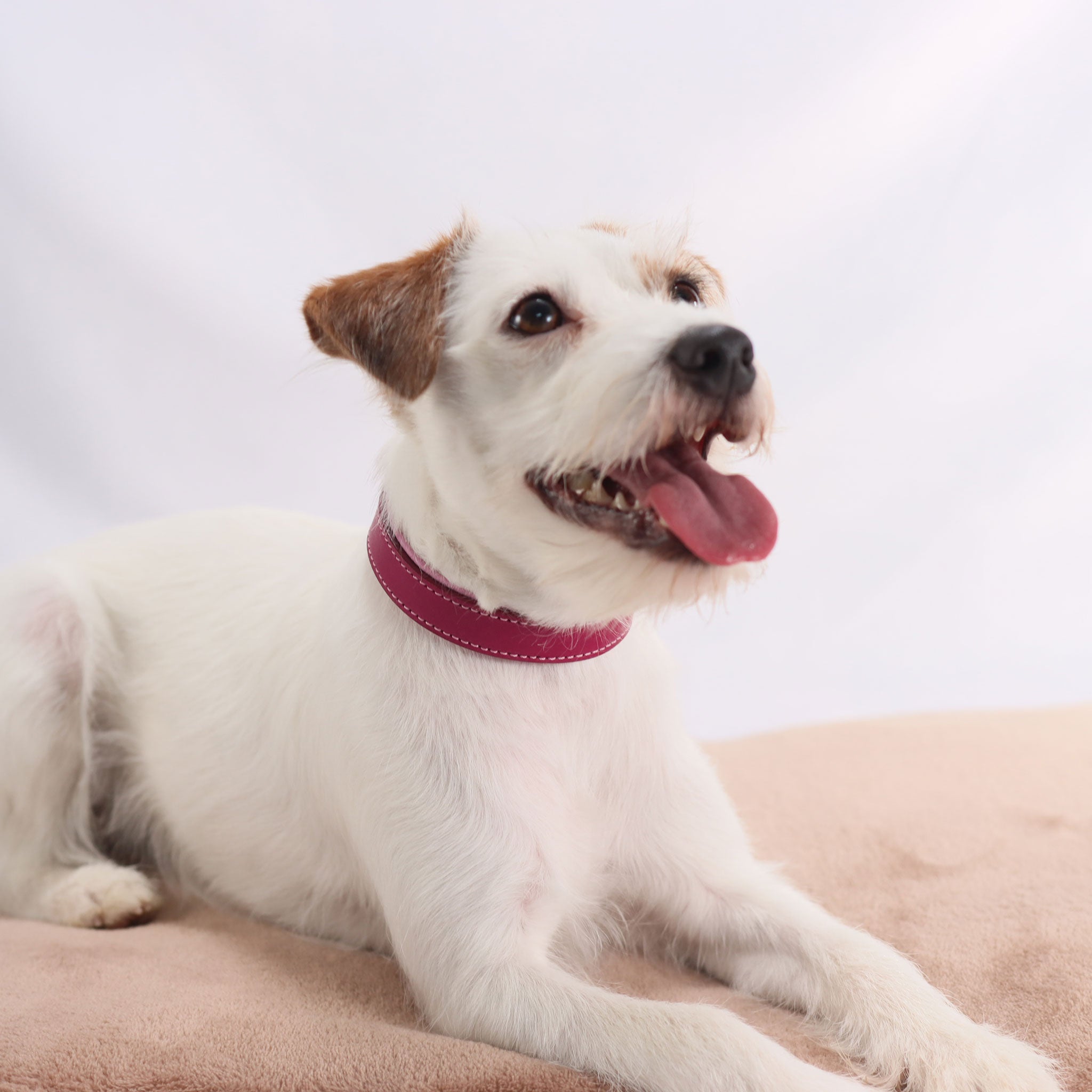 weiß brauner Hund liegt auf einem beigen Reisekissen und trägt das magentafarbene Riemenhalsband