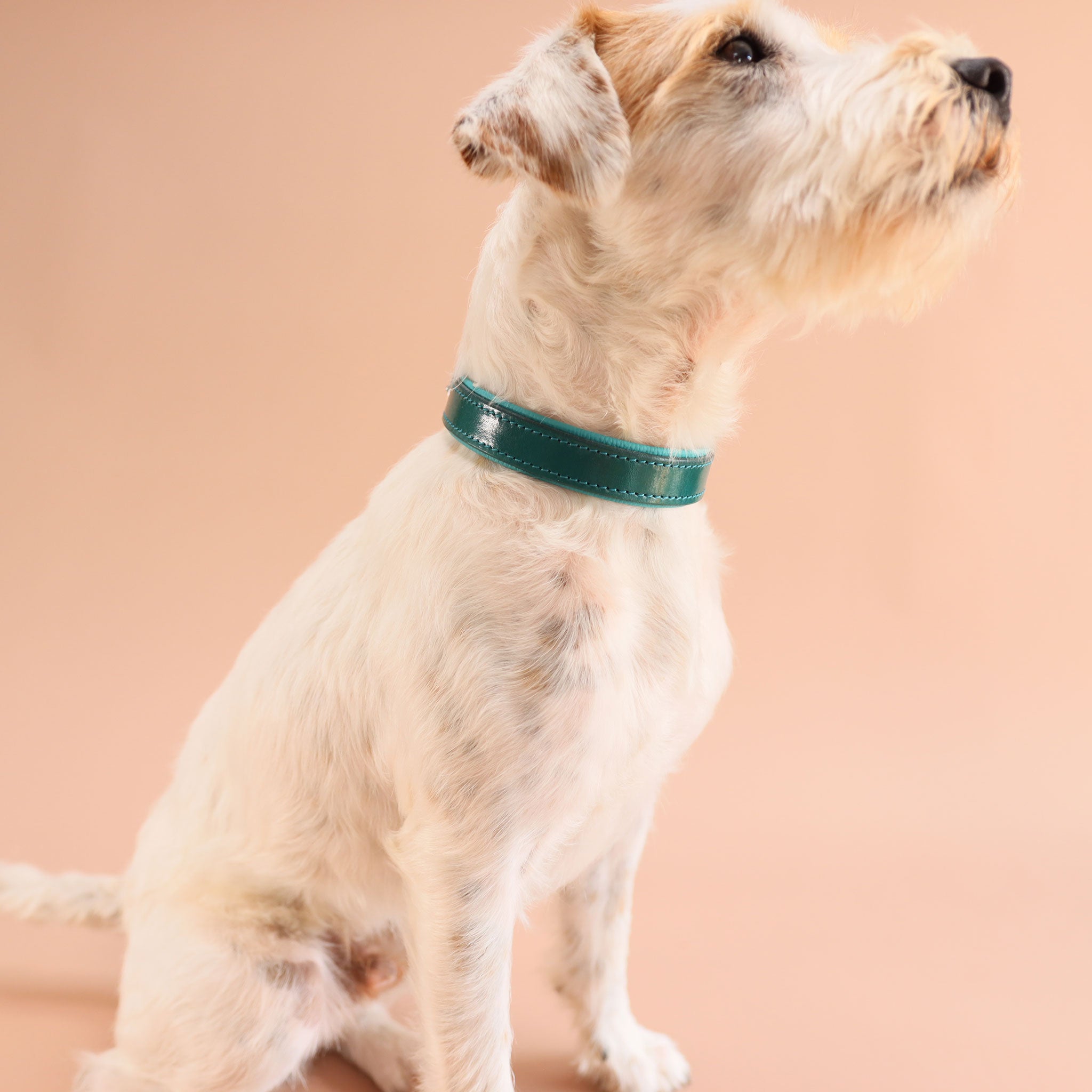 Weißer Hund trägt handgefertigtes Lederhalsband in Türkis 25mm