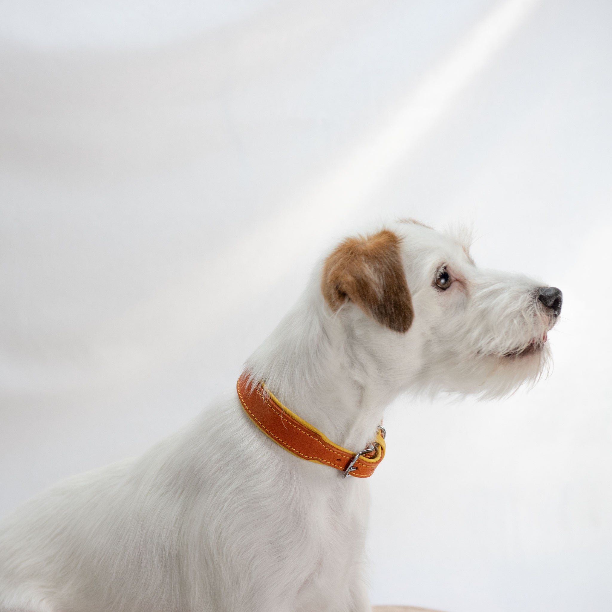 man sieht einen braun weißen Hund (Parson russell terrier) von der seite der ein oranges, handgefertigtes Fettlederband trägt mit gelben Steppnähten und gelbem Nappaleder auf der Halsinnenseite