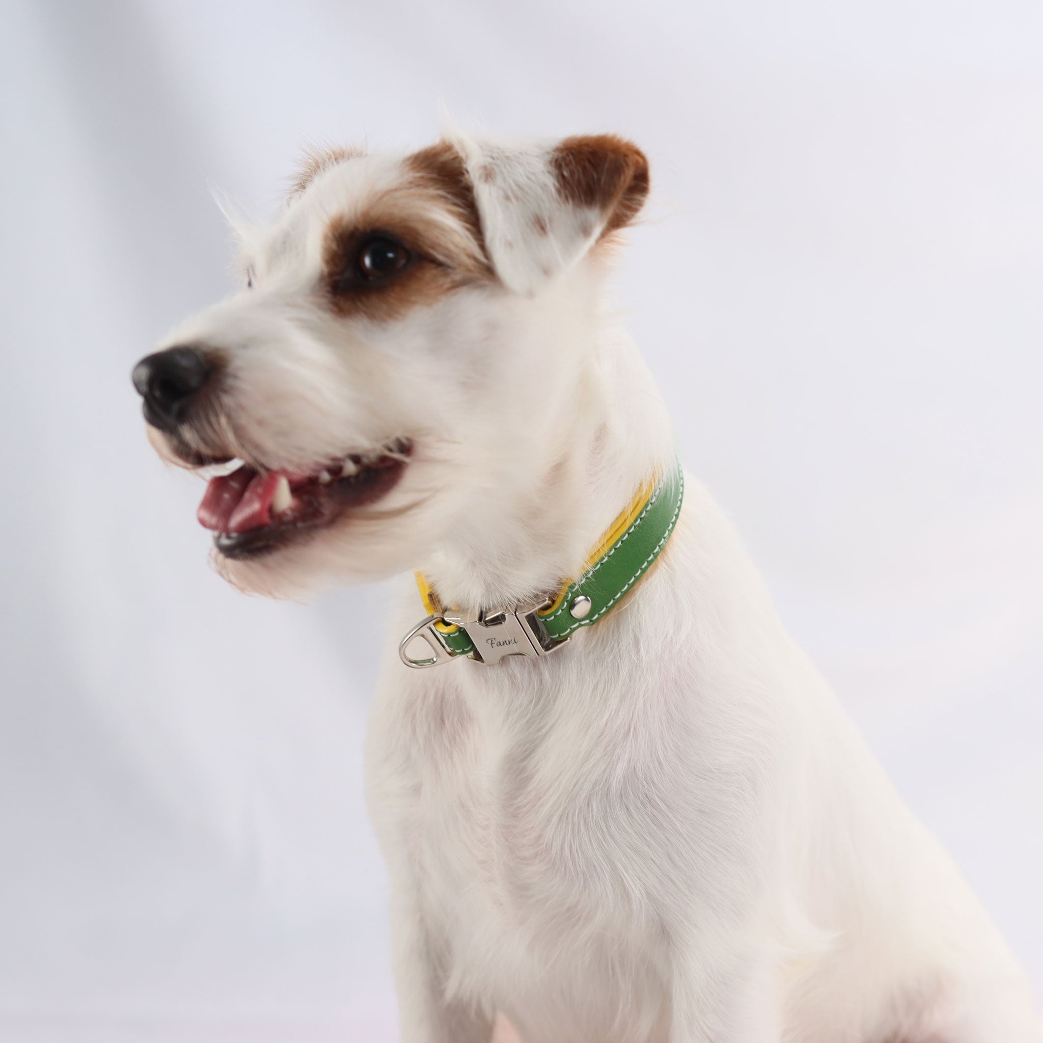 Nahaufnahme Hund mit personalisiertem Lederhalsband und Steckverschluss