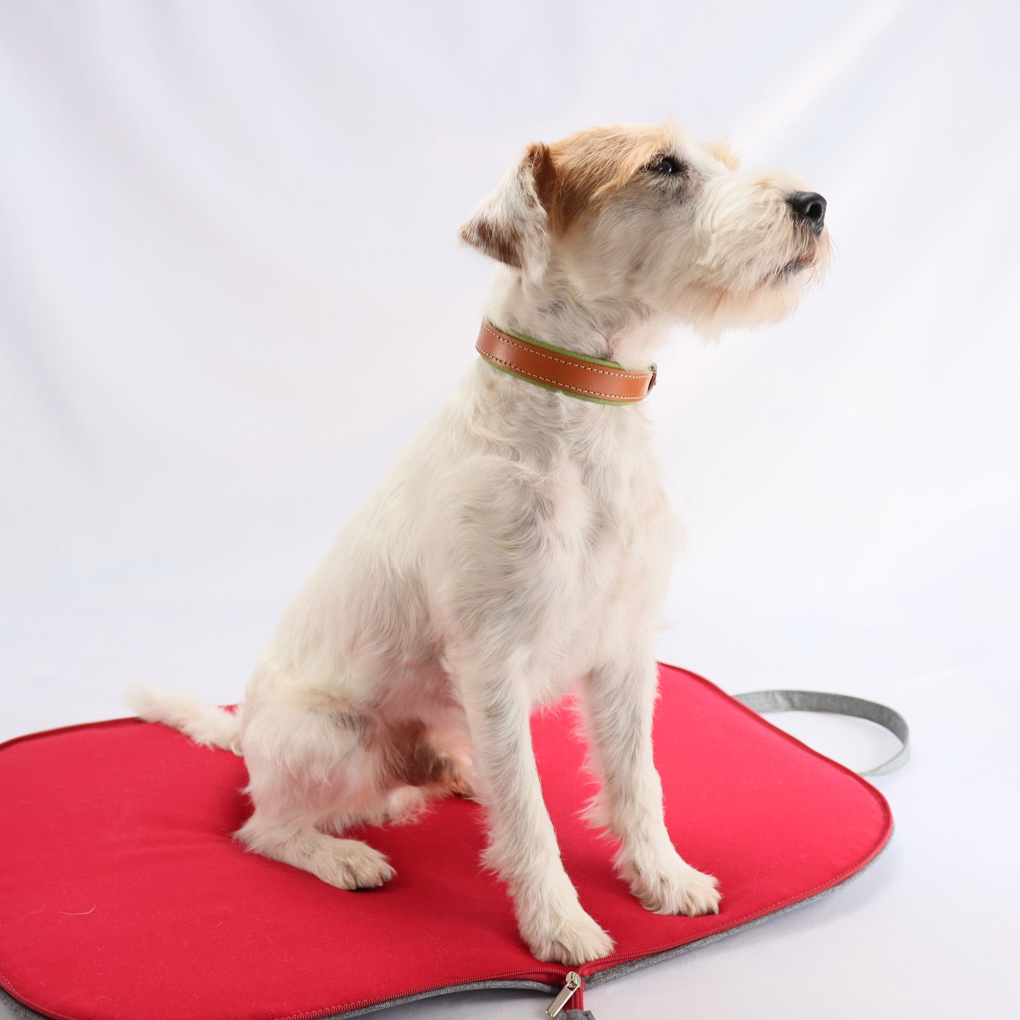 Parson Russell Terrier trägt das naturfarbene Riemenhalsband mit grünem Hirschleder und Kontrastnähten und sitzt auf einem Hunde Reisebett