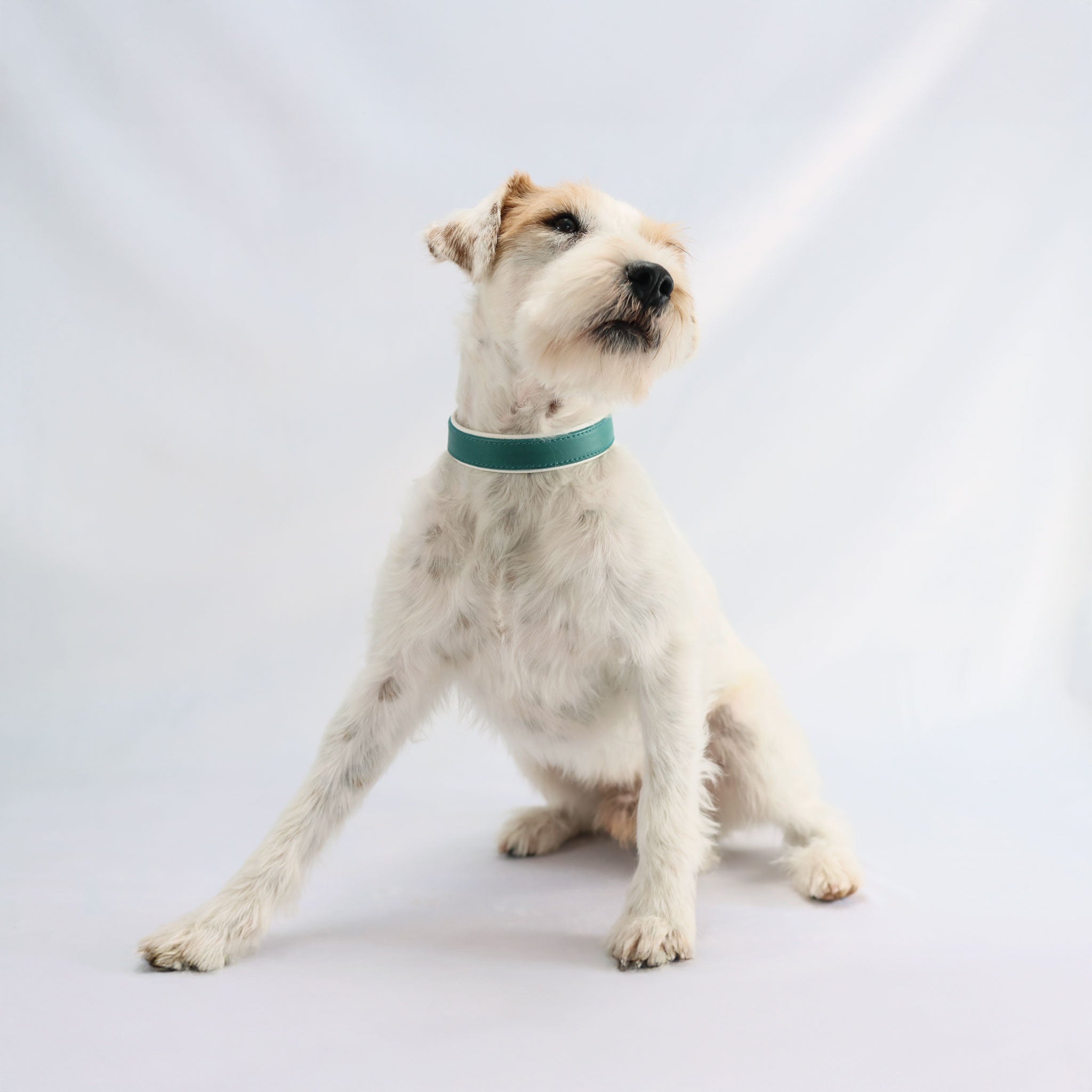 Weiß-brauner Hund (Parson Russell Terrier) trägt das handgefertigte türkise Lederhalsband