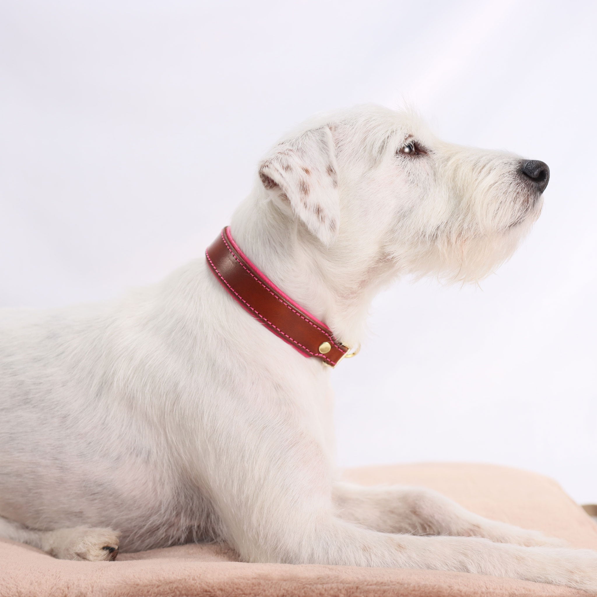 Weißer Hund trägt das handgefertigte braun-pinke Lederhalsband